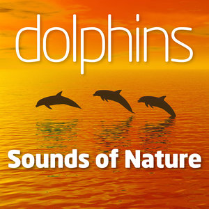 Dolphins Delight 5
