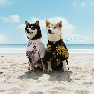 星空モード(テレビ朝日系“地球の目撃者”テーマソング)