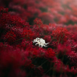 Todesangst (Explicit)