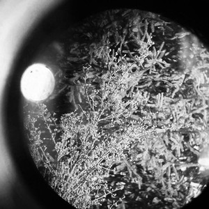 Ode to Love-Oriole Nest