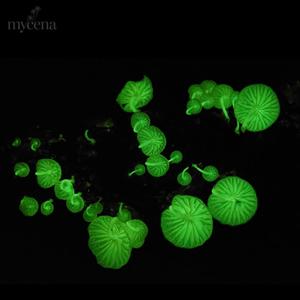 Mycena Media - Ingresar