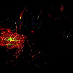 Blessed Body (Explicit)