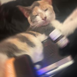 Fuck Dat! (feat. 223WHEELIEZ) (Explicit)