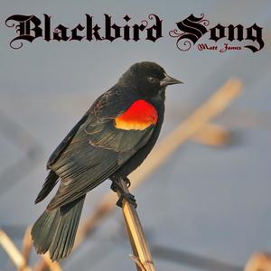 Blackbird Song