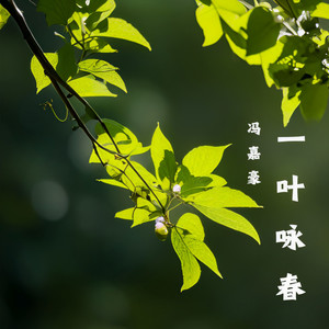 一叶咏春 (伴奏)