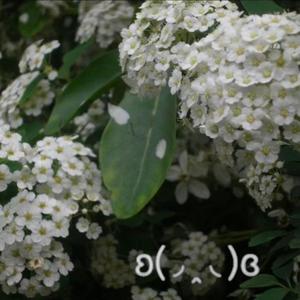 angel's cry (feat. Anouk Jaouen)