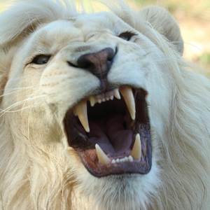 Bully in the Streetz (Explicit)