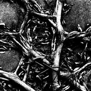 四月的爱人和四月的珙桐花 (Demo)