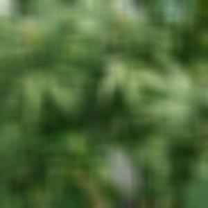 Pb Jammin (Explicit)