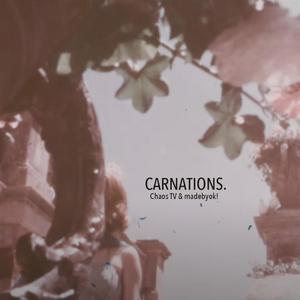 Carnations (Explicit)