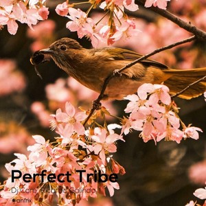 Perfect Tribe (Original Mix)