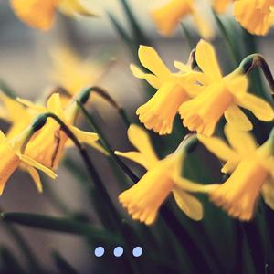 daffodil (Explicit)