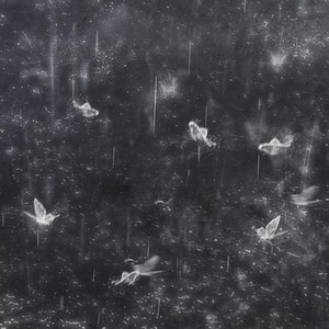 雨蝶花