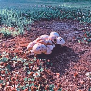 Palpal - meanwhile on earth