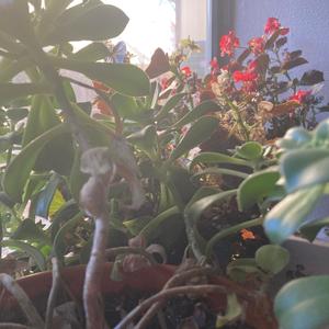 dishonest (Explicit)