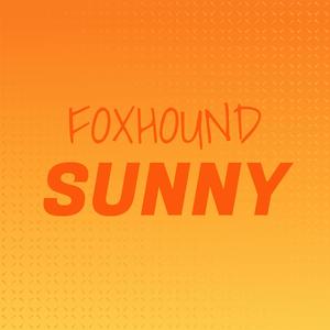 Foxhound Sunny