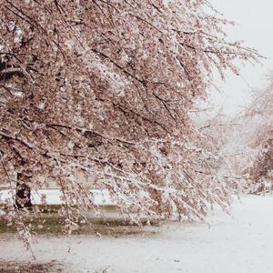 Winter (feat. saranghae)