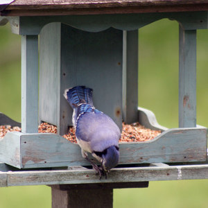 Springtime Blue Jays - Single