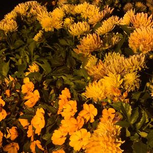 Half Alive (feat. Rabbitz) (Explicit)