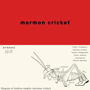 Mormon Cricket