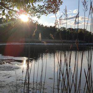 Nature sounds and bird singing for relaxation