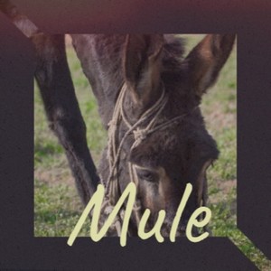 Mule