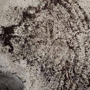 The Exodus (feat. Li Wrecca) (Explicit)