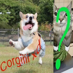 Corgiiii Xd