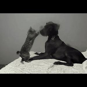 MAN WITH NO FEAR (Explicit)