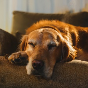 Interludio De Búsqueda Matutina