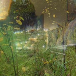 The bright life of a firefly