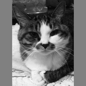 秋意浓 (改编版)