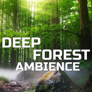 Deep Forest Ambience