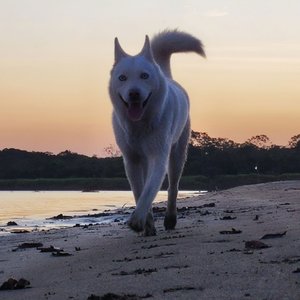Patitas de amor (Maya)