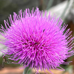 Can't Help It (Explicit)