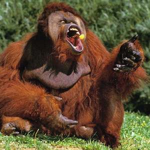 Urin Utan (Explicit)