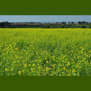 唱来唱去唱什么