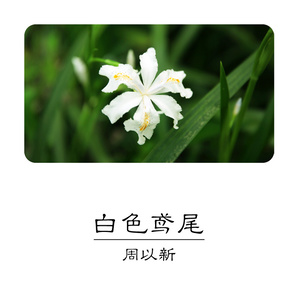 白色鸢尾