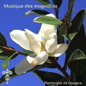 Grandiflora classique majeur