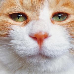 心做し