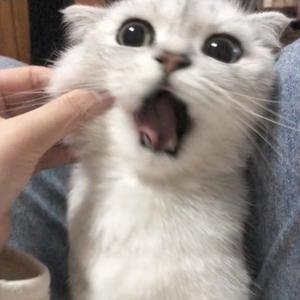 江承 - Melody (片段版)