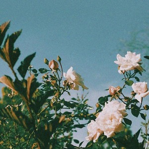 陪我到可可西里去看海