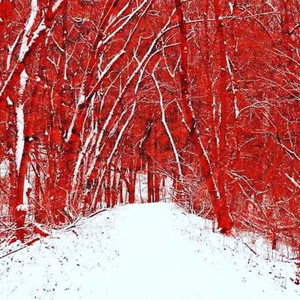 Heart in the Mafia (Explicit)