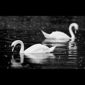 不要爱情要可乐