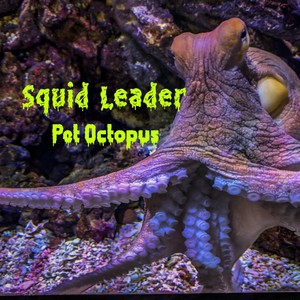 Pet Octopus