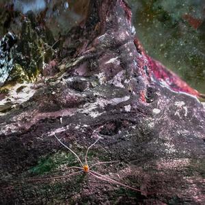 While I'm Innit(feat. Sir Spits) (Explicit)