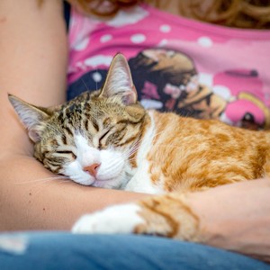Comodidad Silenciosa Para Gatos