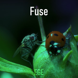 Fuse