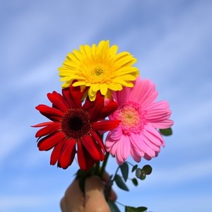 麗しき夏で泳ぐ (feat. るの)