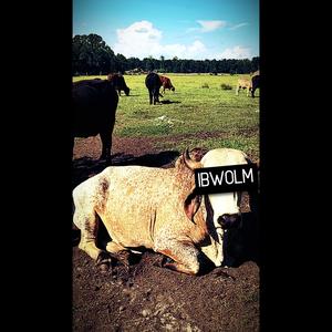 IBWOLM (Explicit)